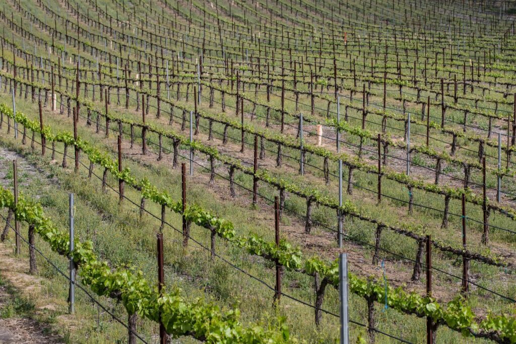 Кубань направила 1 миллиард на поддержку виноградарной отрасли