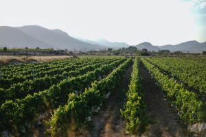 Винный протекционизм - виноделы просят поднять пошлины на 200% для вина из стран НАТО Виноградники на винодельне