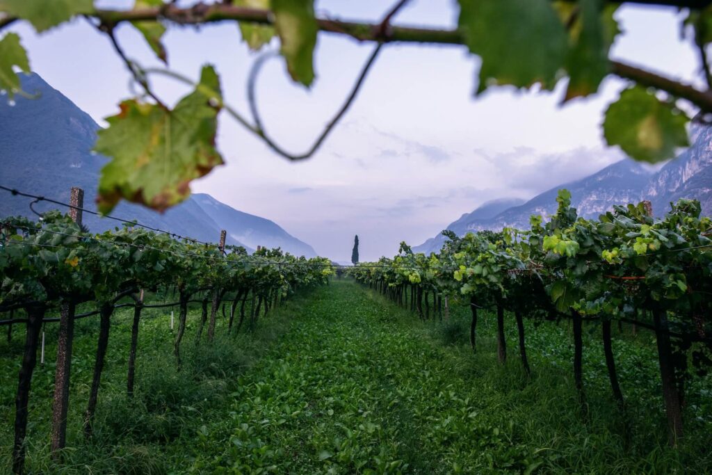 Виноградники, чья продукция попадает под защищенное наименование места происхождения